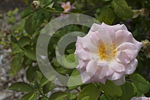 Pastel Pink Mrs Mary Thomson Rose in Bloom