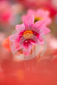 Pastel pink and red colored dahlia