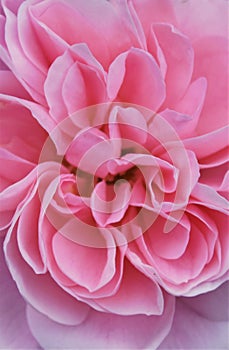 A pastel pink Rose