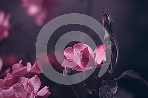 Pastel pink rose blossoms with bud in vintage ambience