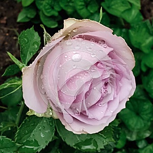 pastel pink rose covered with raindrops