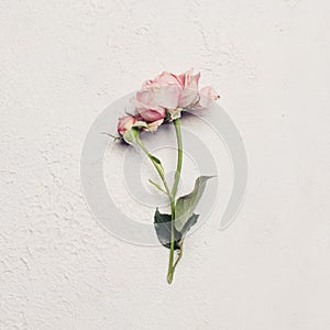 Pastel pink rose flower on white stucco background