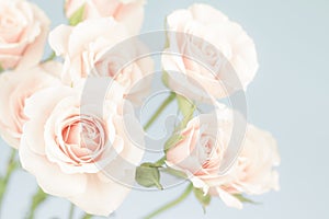 Pastel pink roses, muted colors