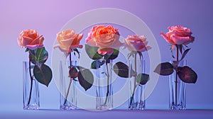 Pastel pink roses in transparent glass vases on a purple gradient background