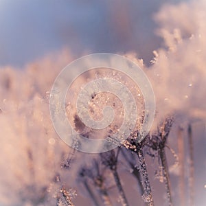 Pastel pink soft winter in the frozen grass