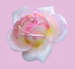 Pastel pink yellow white rose blossom macro, still life fine art macro flower portrait,single isolated bloom