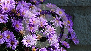 Pastel Purple Aster Flowers by a Blue Brick Wall