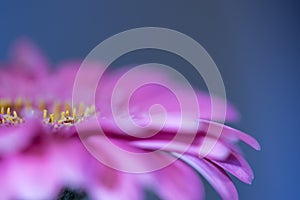 Pastel purple gerbera daisy flower petals blurred macro abstract background, selective focus