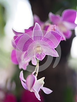 Pastel purple phalaenopsis butterfly orchid.