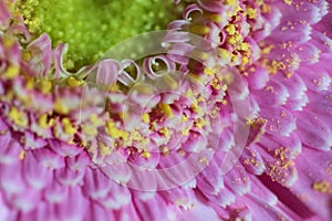 Pastel purple pink gerbera daisy flower petals blurred macro abstract background, selective focus