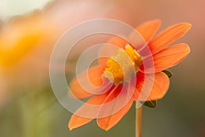 pastel red and orange and red colored dahlia