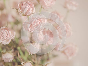 Pastel rose bouquet background for text