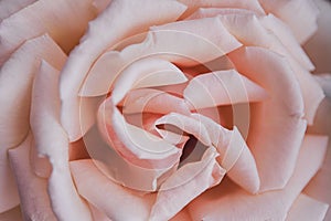 Pastel rose flower background. Flowers in bloom. Closeup beautiful details of rose. Spring concept. Floral greeting card.