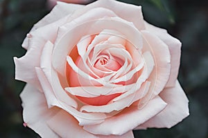 Pastel rose flower background. Flowers in bloom. Closeup beautiful details of  rose Spring concept. Floral greeting card.