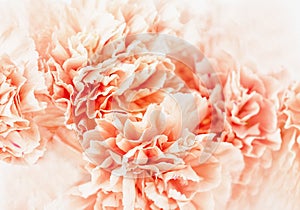 Pastel soft orange or peach color carnation flower