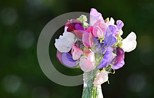 Pastel Sweet Pea Flowers in a glass bottle