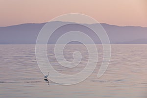 Pastel tone sunrise with crane bird and morning fog over the water of lake Trasimeno, Tuscany Italy
