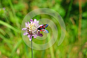 Pastel tones on a brown background purple flower with insectâ€™s butterfly bow grass and moths