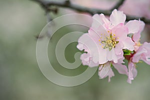 Pastel tones Spring blossom macro