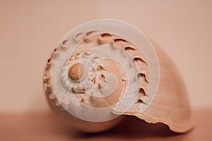 Pastel toning shell lying on wooden plates