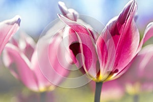 Pastel Tulips Photographic Artwork Using Soft Light Colors