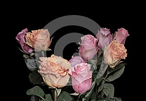 Pastel vintage painting style rose bouquet macro,black background with detailed texture