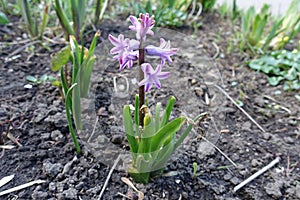 Pastel violet flowers of hyacinth