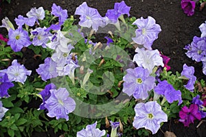 Pastel violet flowers of petunias