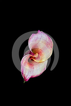 Pastel violet white yellow calla bloom macro on black background, fine art still life color minimalist top view