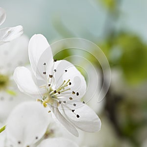 Weiß Töne frühling Blume makro 