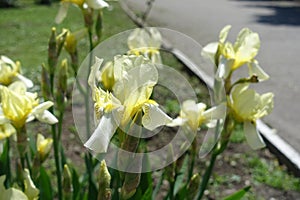 Pastel yellow flowers of irises in May