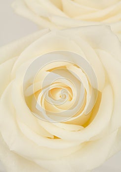 Pastel yellow hybrid tea rose