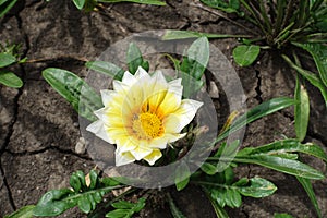 Pastel yellow and white flowers of Gazania rigens in July