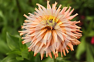 Pastel Zinnia Flower