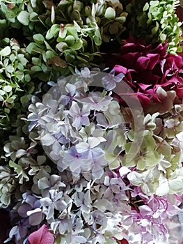 Pastels background  hydrangea with soft colours