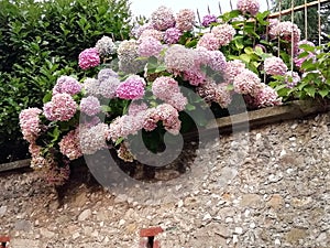 Pastels hydrangea with soft  pink colours