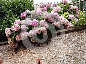 Pastels hydrangea with soft  pink colours photo