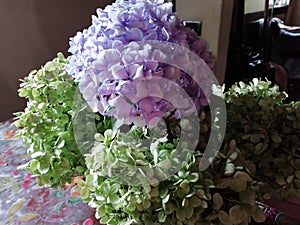 Pastels hydrangea theme