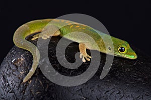 Pasteur`s day gecko Phelsuma pasteuri