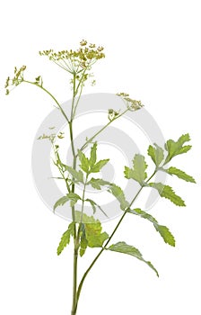 Pastinaca sativa