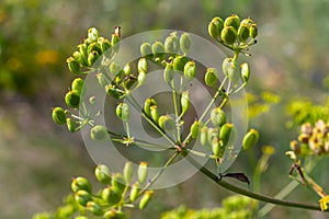 Pastinaca sativa subsp. urens, Pastinaca umbrosa, Apiaceae. Wild plant shot in summer photo