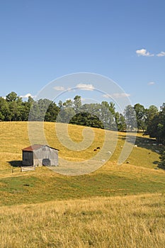 Pastoral American Cattle Farm Scene photo