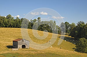 Pastoral American Cattle Farm Scene photo