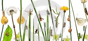 Pastoral composition of flowers and insects in front of white background