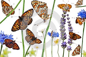 Pastoral composition of Knapweed Fritillary photo