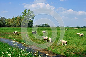 Pastoral Dutch landscape.