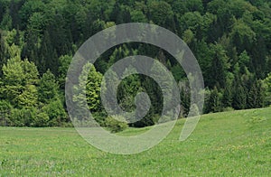 Pastoral / Field And Forest