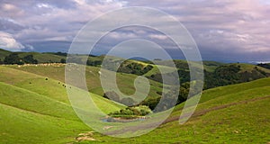 Pastoral hillside with cattle in spring photo