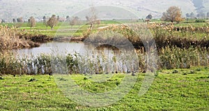 Pastoral Hula Lake photo