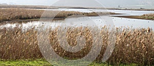 Pastoral Hula Lake photo